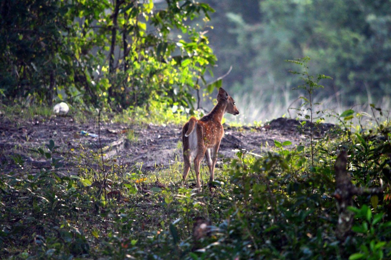 Forestville Yala Eksteriør bilde